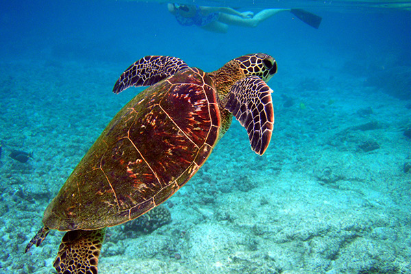 A sea turtle swimming near Bundaberg